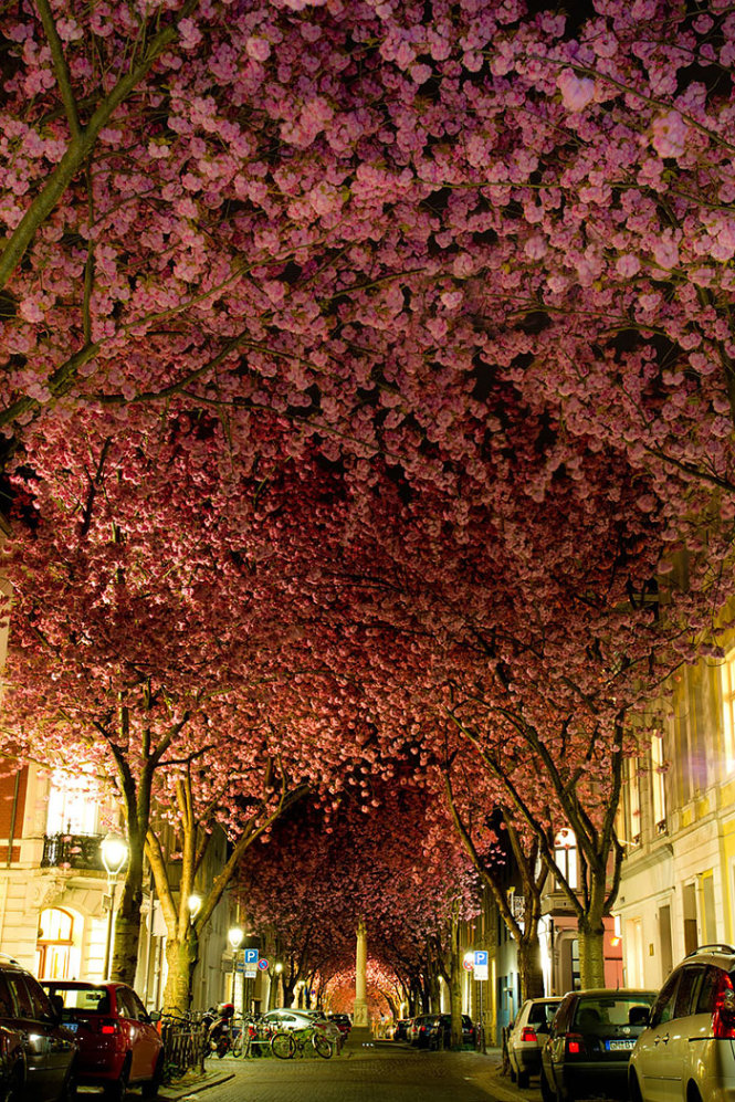 Đường hoa ở Bonn, Đức